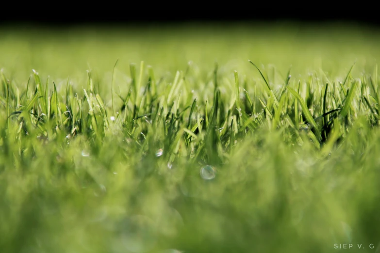 some very green grass and drops of dew