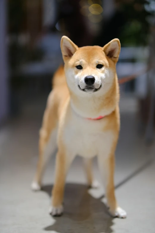 a dog is looking towards the camera while sitting in front of it