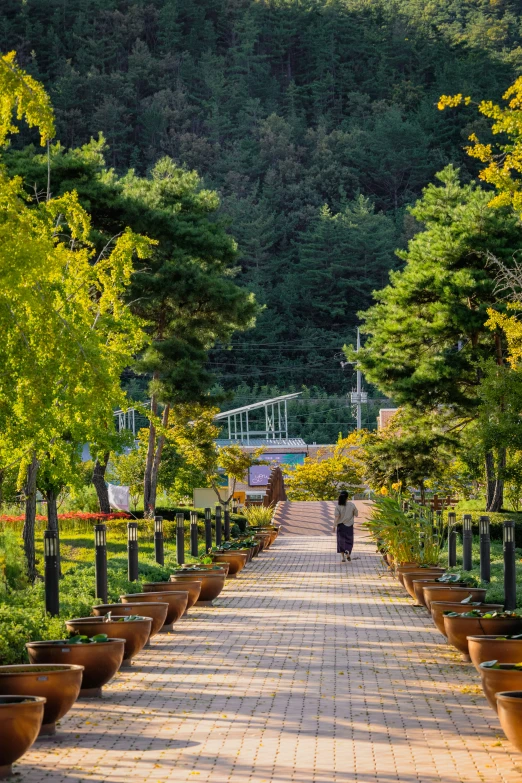 trees line the walkway in an open field