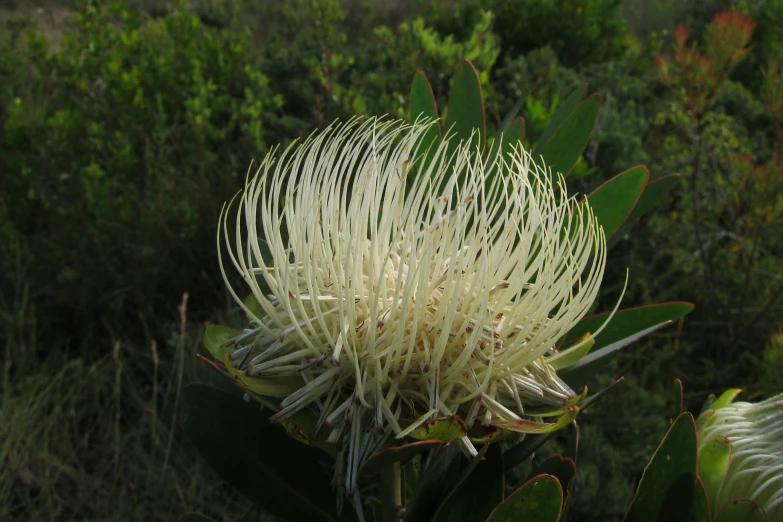 the flowers of a shrub are blooming in the bush