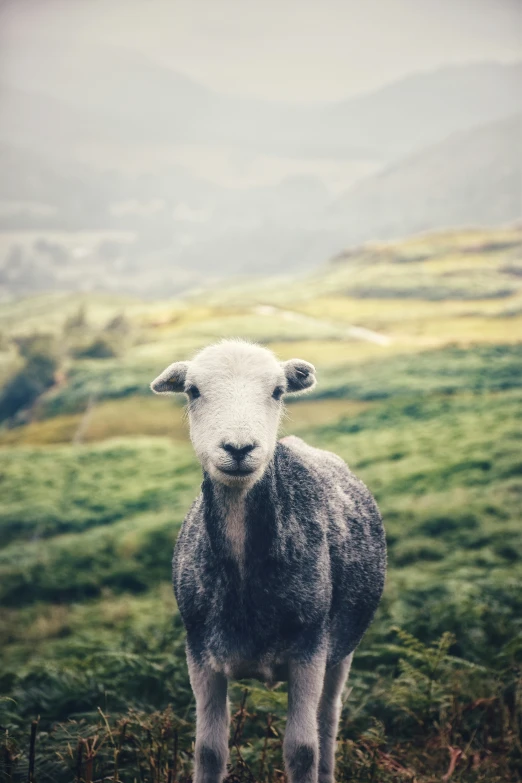 this is a picture of a sheep standing in the grass