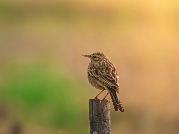 small bird perched on a fence post during sunset