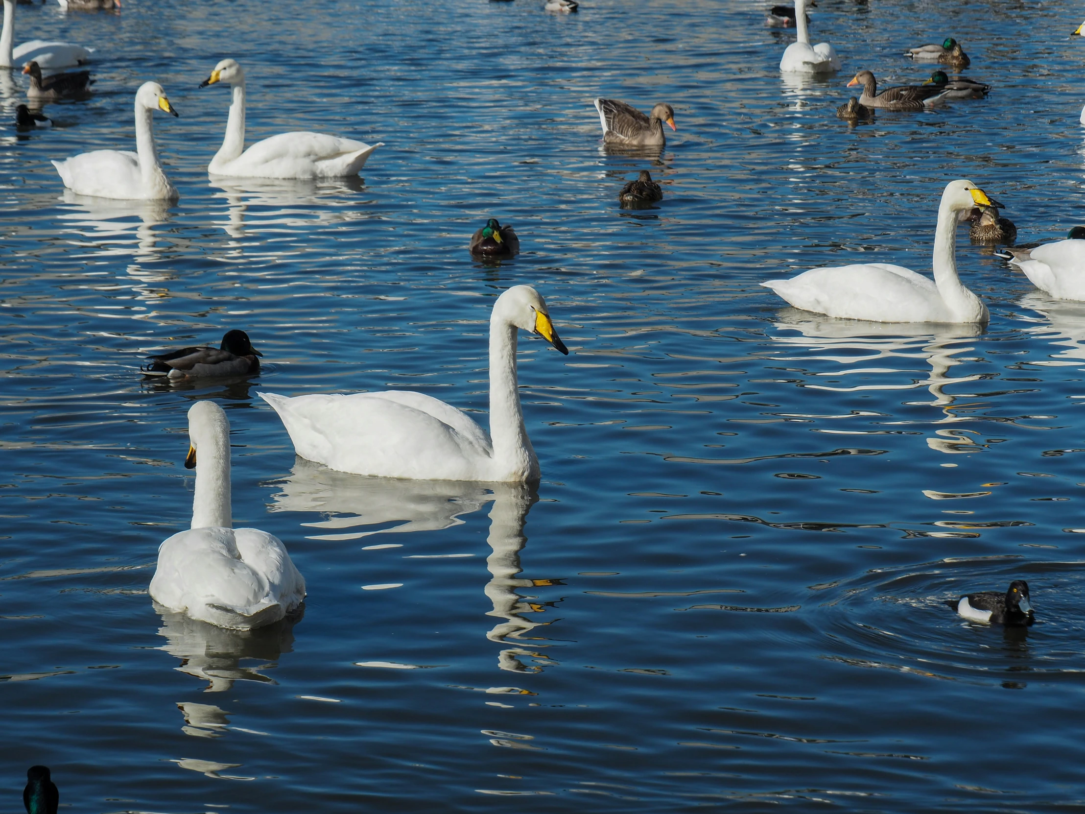 birds and swans swimming in a pond next to each other