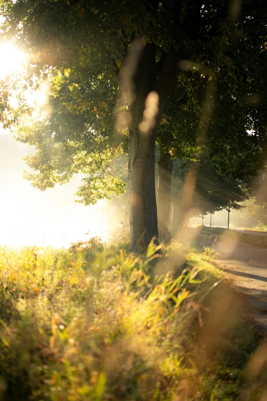 a person is riding a bike down a tree lined road