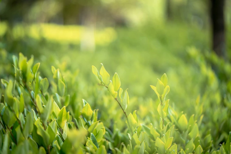 a view of the leaves in the ground