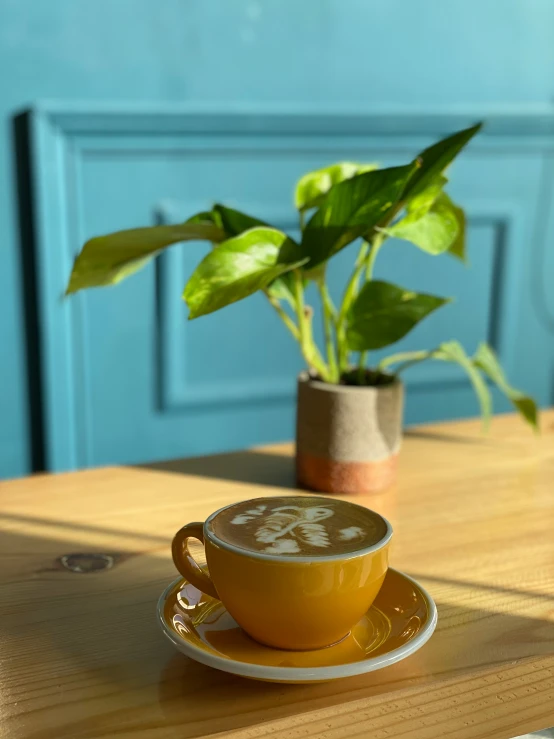 a green plant sitting on top of a wooden table