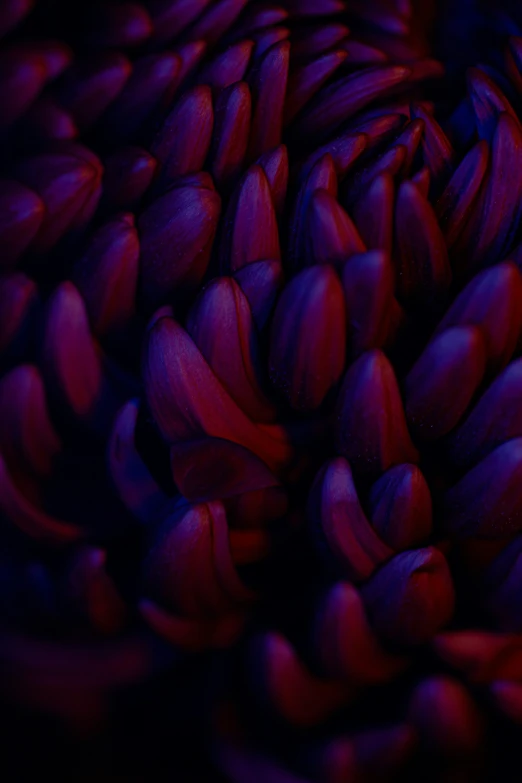 an up close pograph of red flowers with lots of black petals