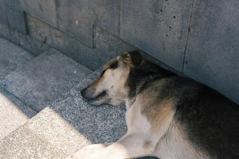 a dog sitting on a sidewalk next to concrete