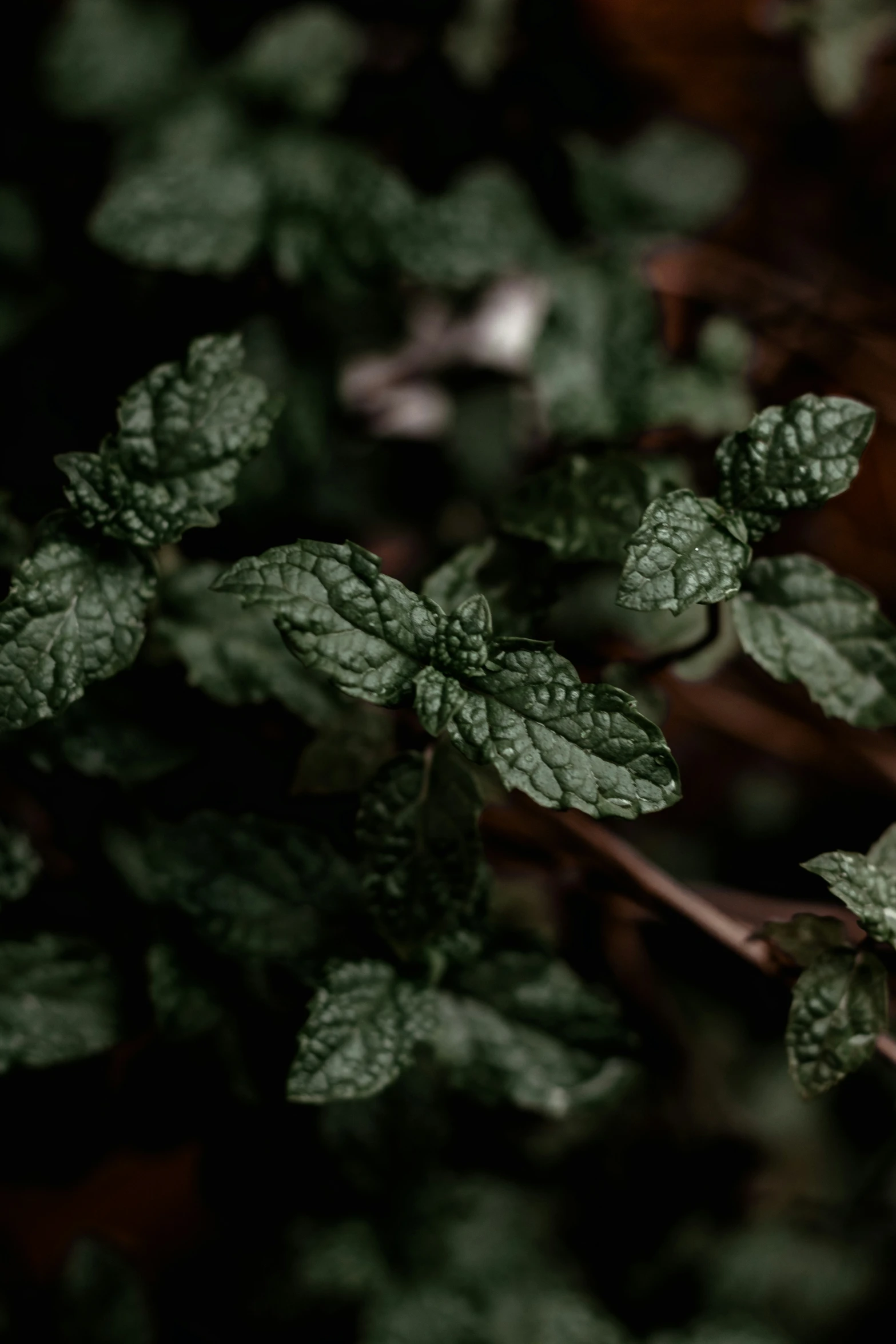 some very pretty green leaves in the dark