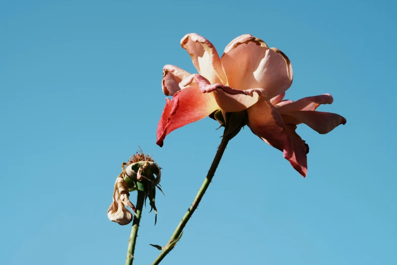 a close up s of pink flower in the air