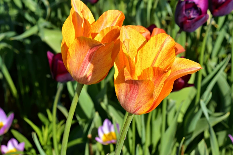 the tulips are still blooming in this area