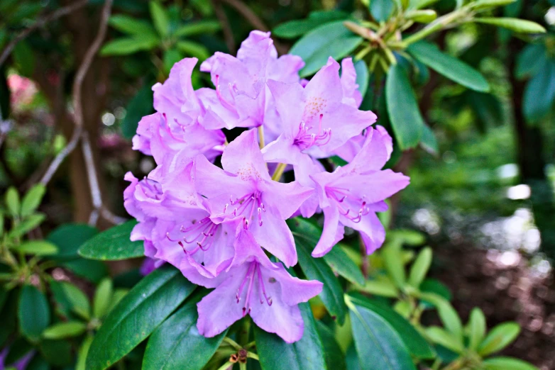 a purple flower sits in a green forest