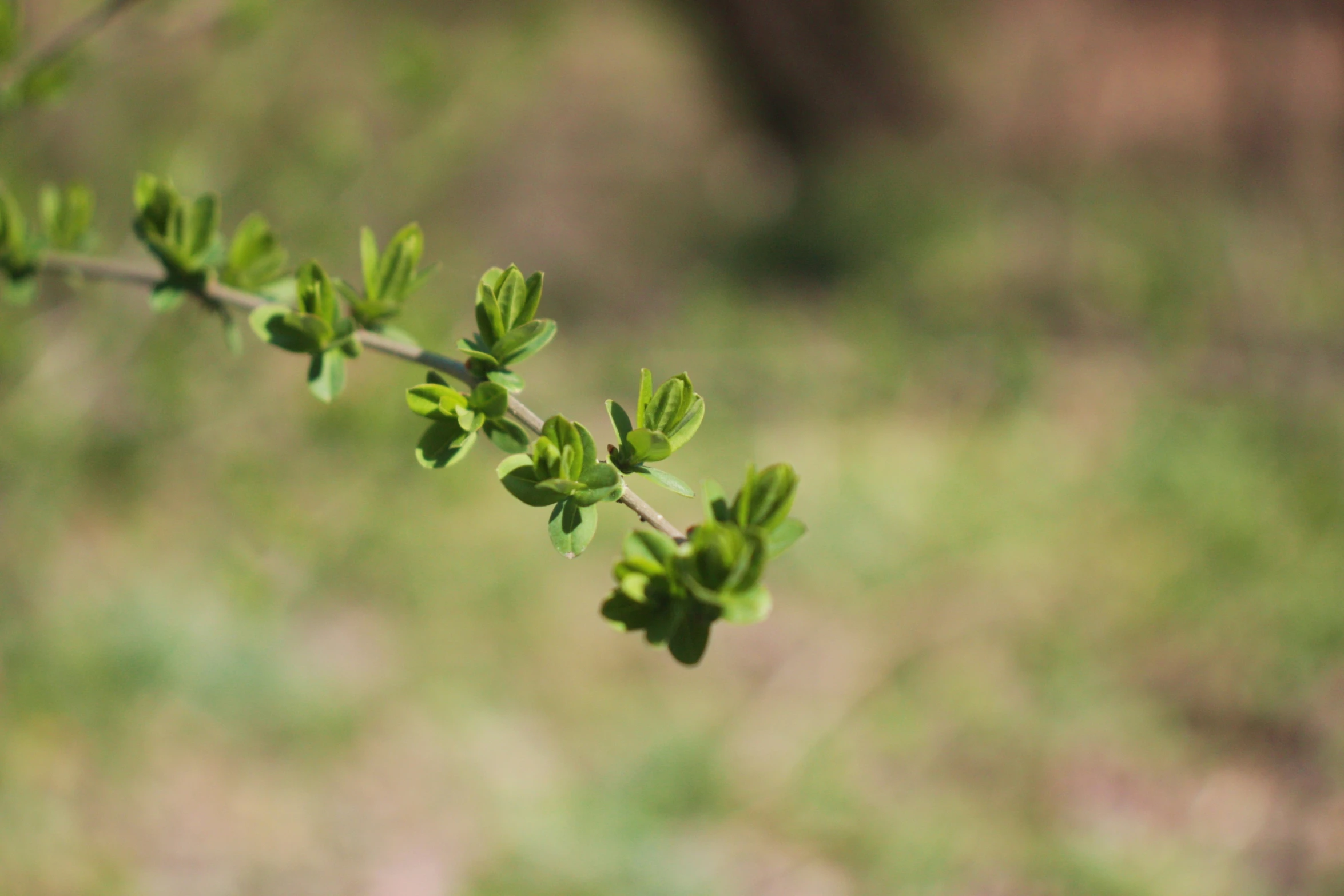 closeup image of green leaves on nch in daytime