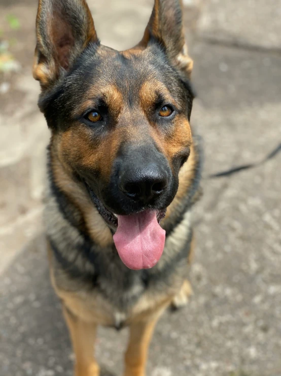 a close up of a dog with a tongue sticking out