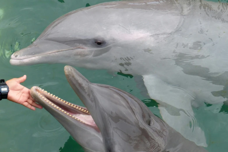 a woman that is holding on to a dolphin