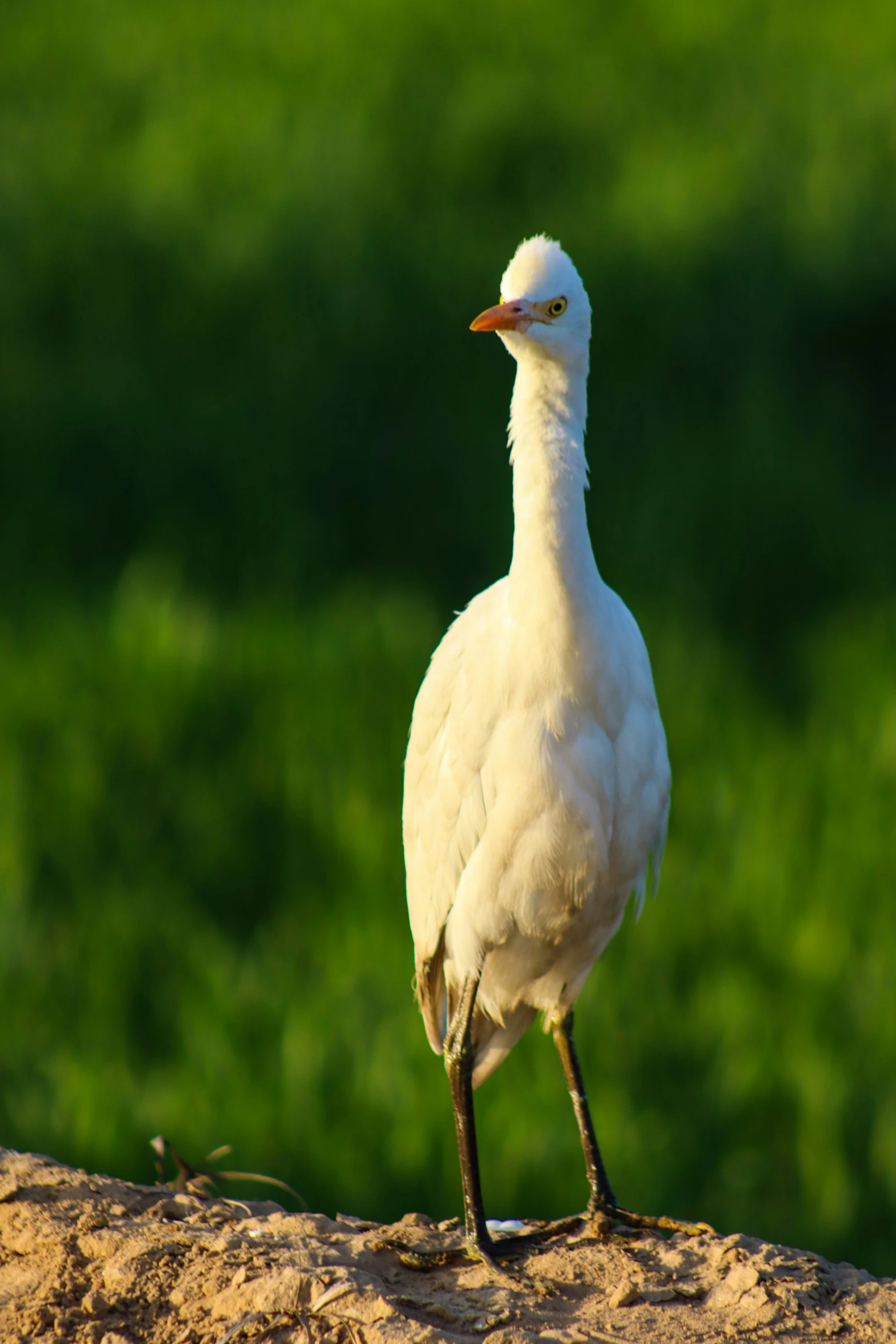 a white bird with orange eyes stands on the edge of the cement