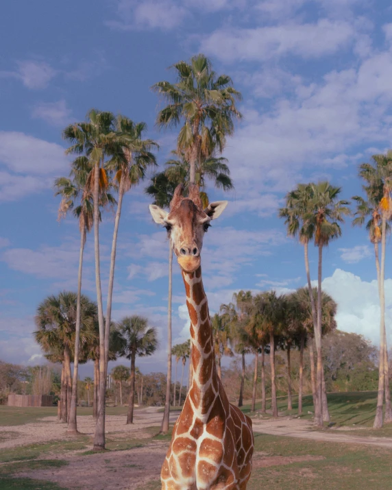 a giraffe standing in an enclosure with palm trees