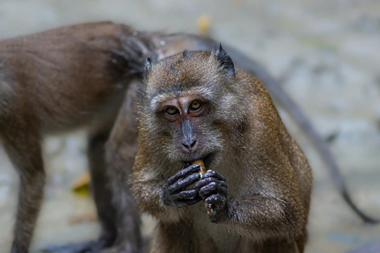 a small monkey eats while looking at soing