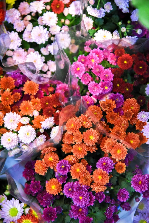 flowers are laid out and ready to be planted