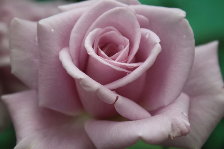 a beautiful pink rose in the midst of petals