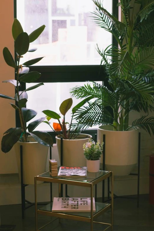 there is a coffee table with many plants on it