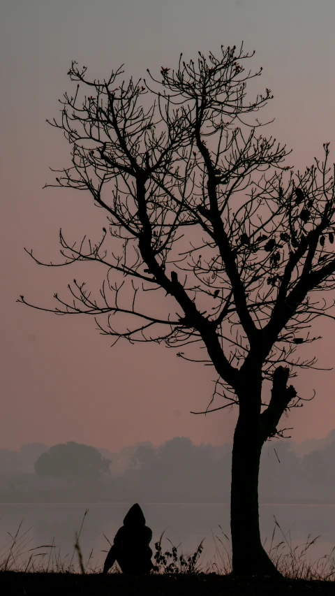 a silhouette of a tree and a person sitting by the water