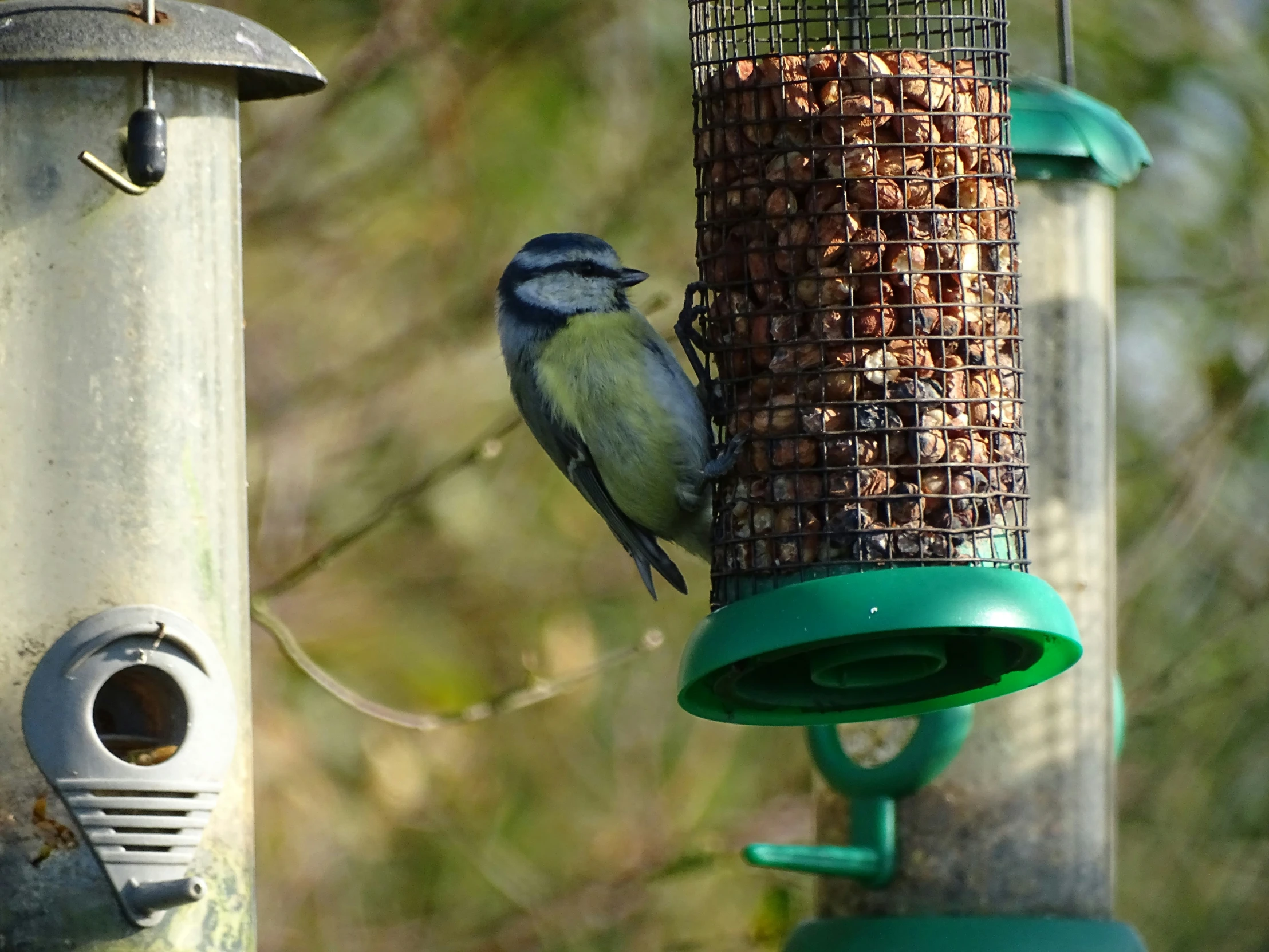 the bird is looking for food from the feeder