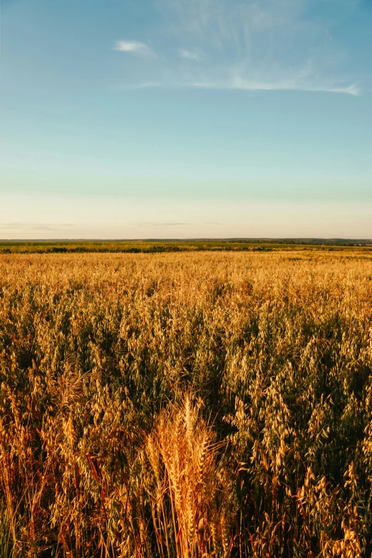 a field of yellow grass under a bright blue sky