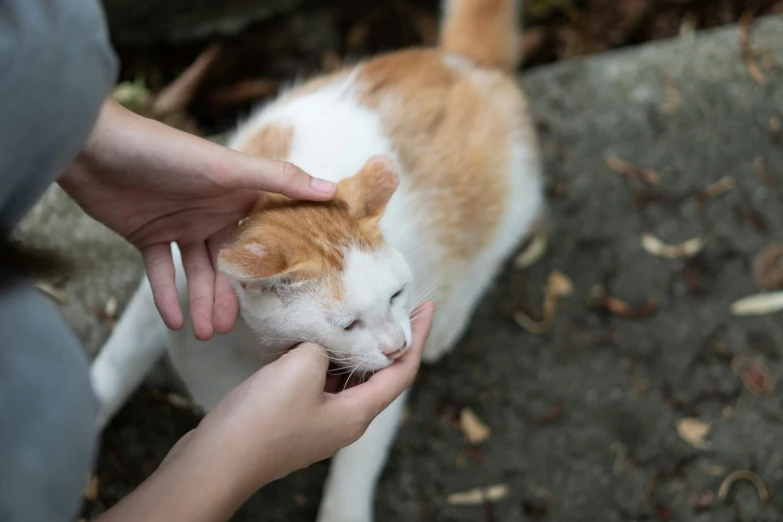 a cat and a person feeding one by the hand