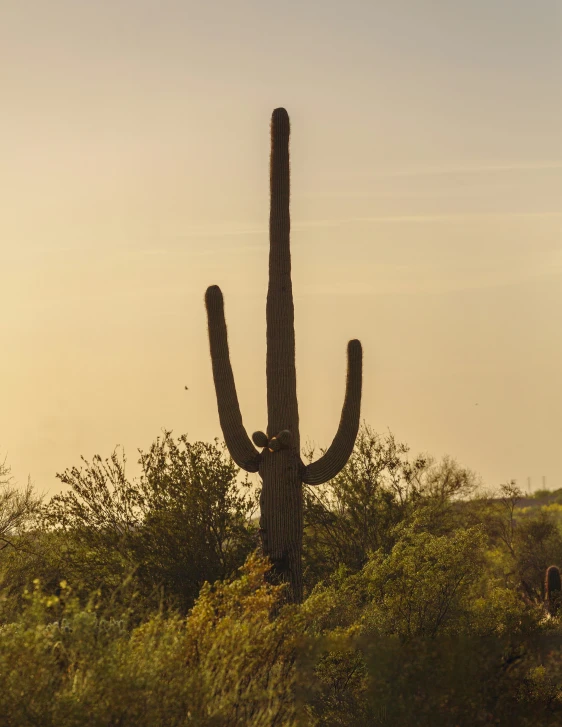 a giant cactus is pictured in the background as the sun sets