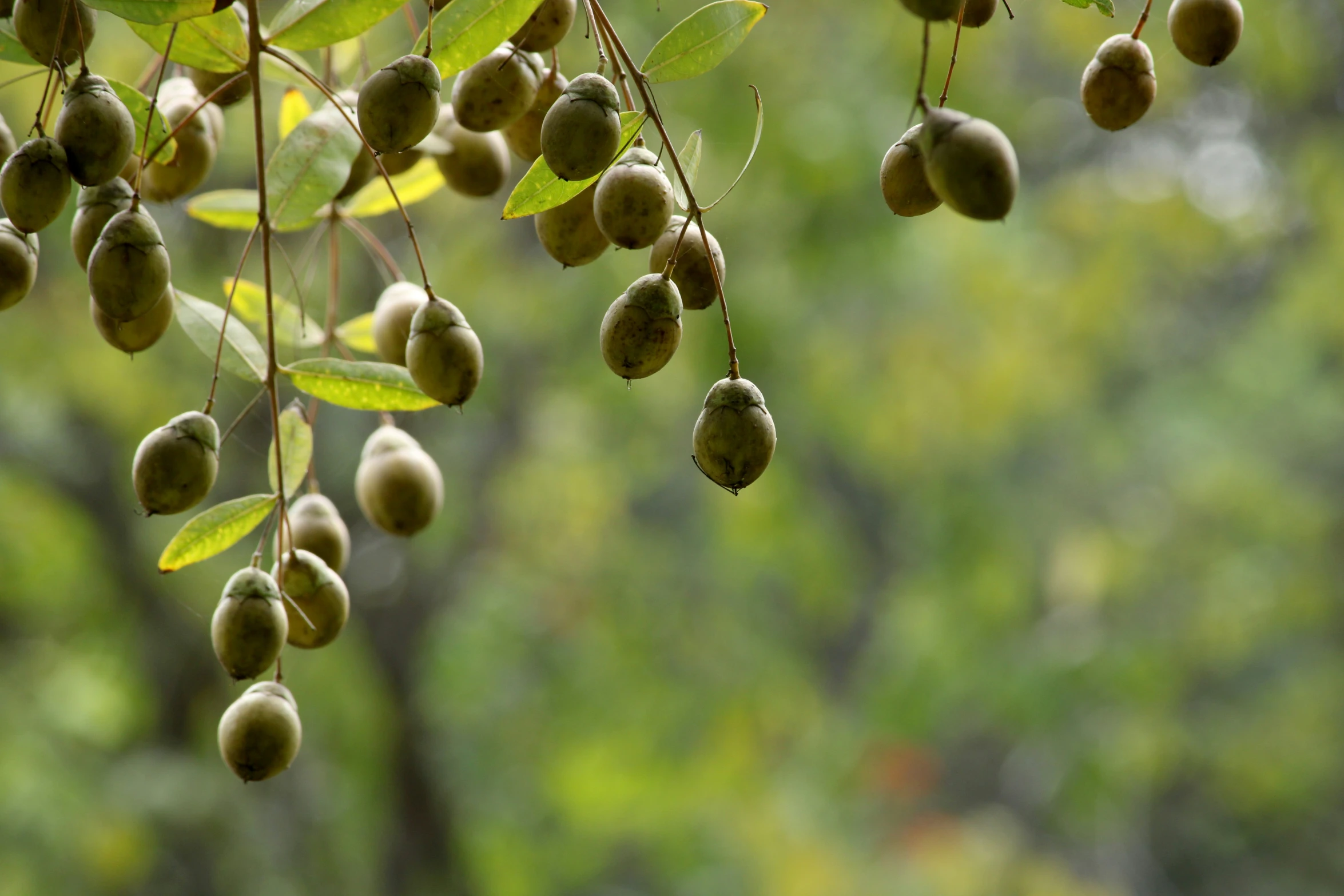 several fruits that are hanging from the tree