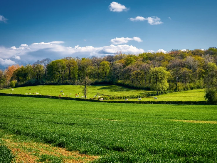 a green pasture with trees and other vegetation