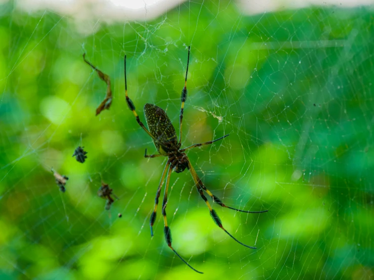 there is a spider in the center of its web