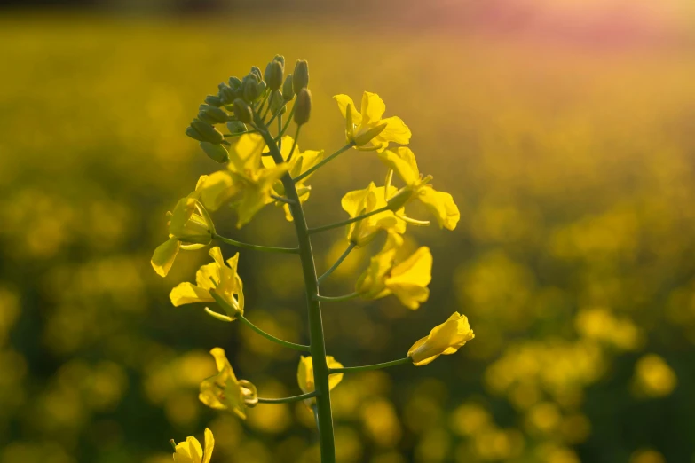 yellow flower is in the background with green grass