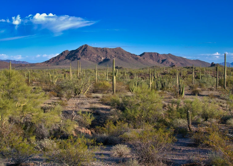 desert scene with cacti and mountains in background