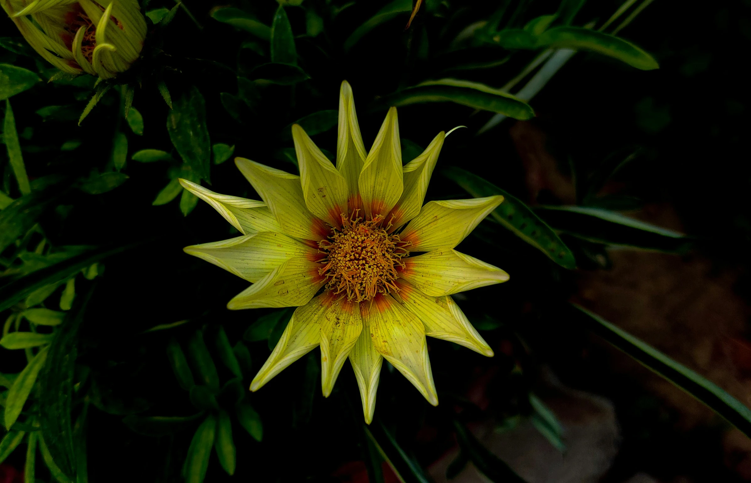 a yellow and red flower next to a green plant