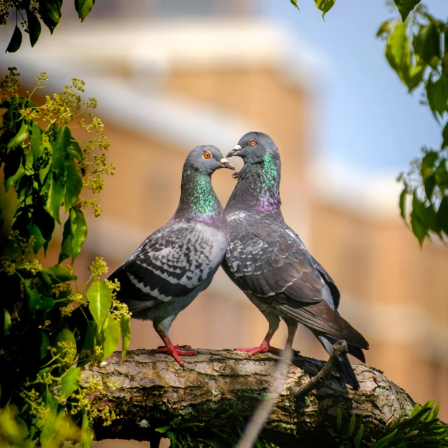 two pigeons standing next to each other on a tree nch