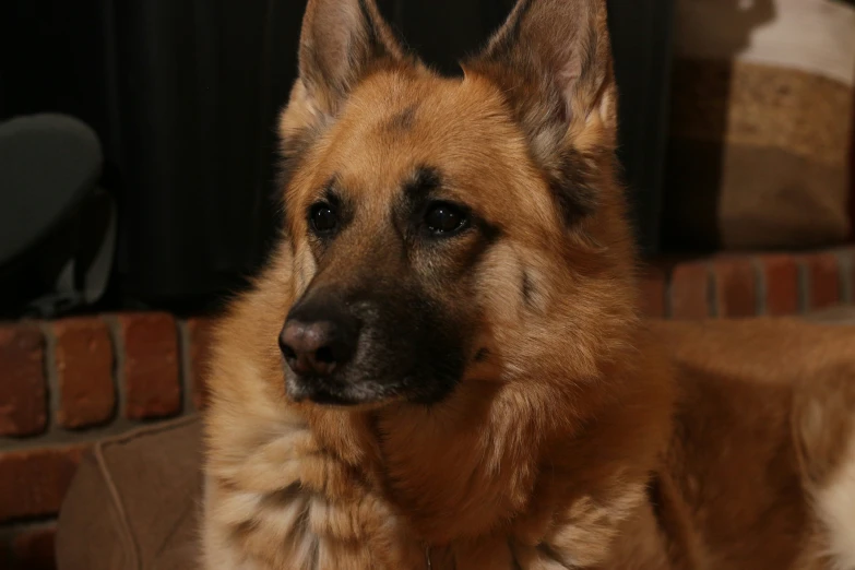 a brown dog sitting by the brick wall