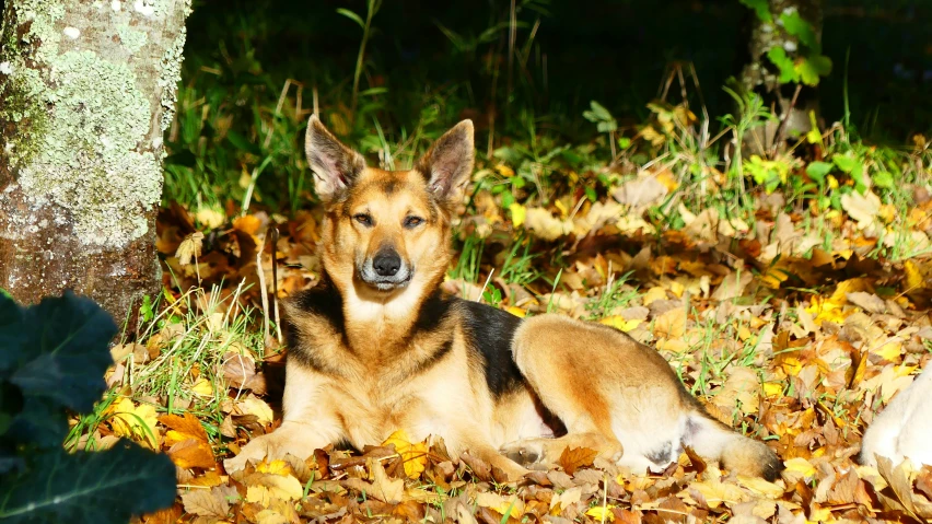 a large dog lying on a bed of leaves
