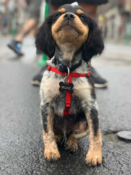 a brown, black and white puppy on a leash