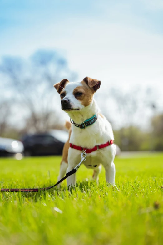 a dog standing in the grass wearing a leash