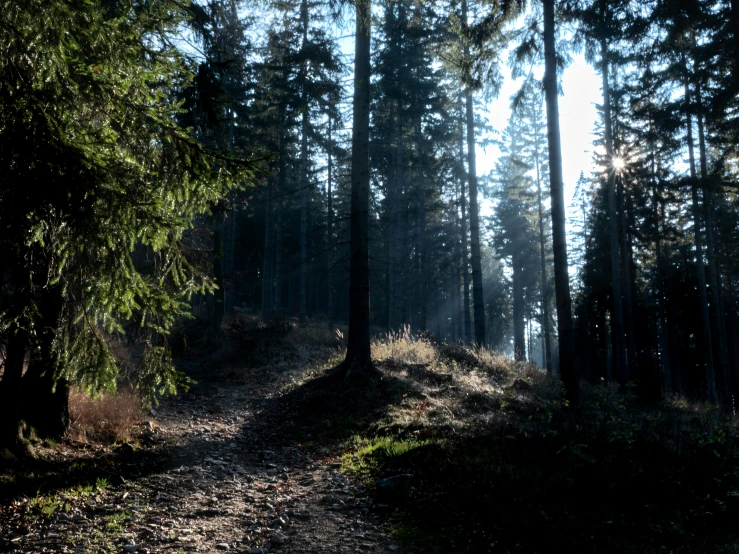 a dirt path with many trees in the background