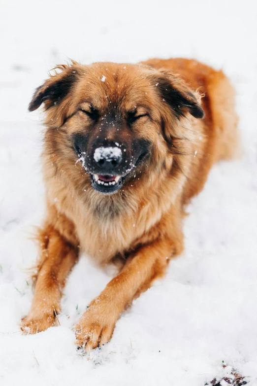 a large brown and black dog laying down in the snow