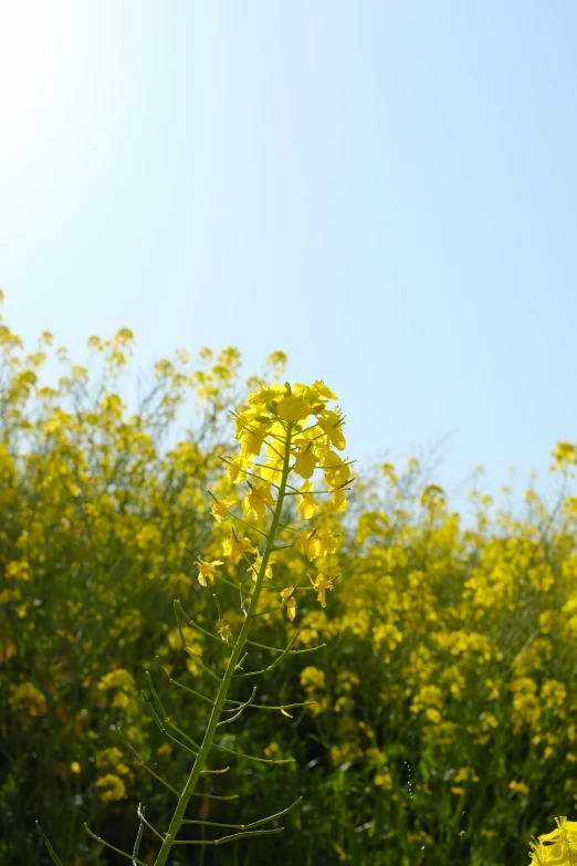 the long green flower is growing in front of a bunch of yellow flowers