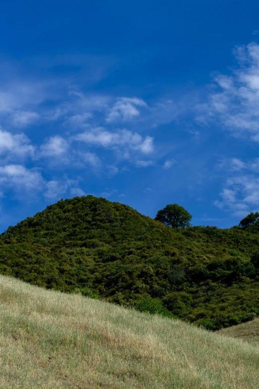 the cow is standing on the hill by itself