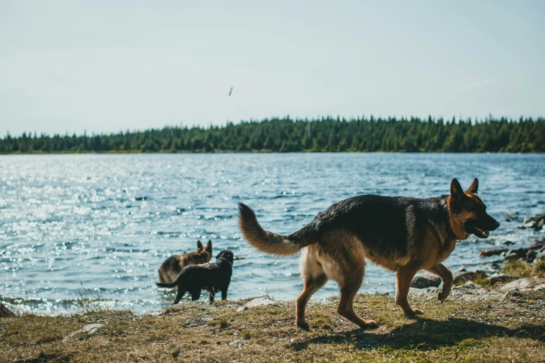 a large brown dog walking along the shore