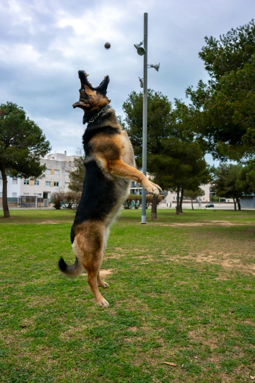 a brown and black dog jumping up to catch a frisbee in the air