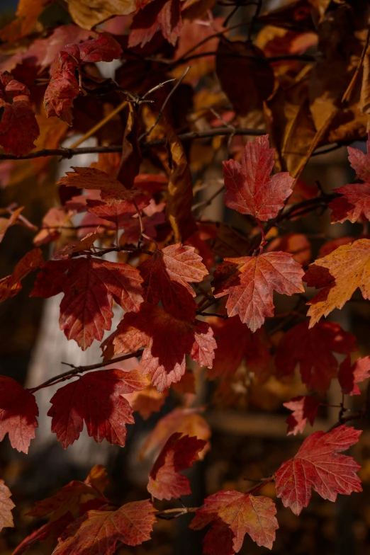 the nches and leaves of some trees in fall