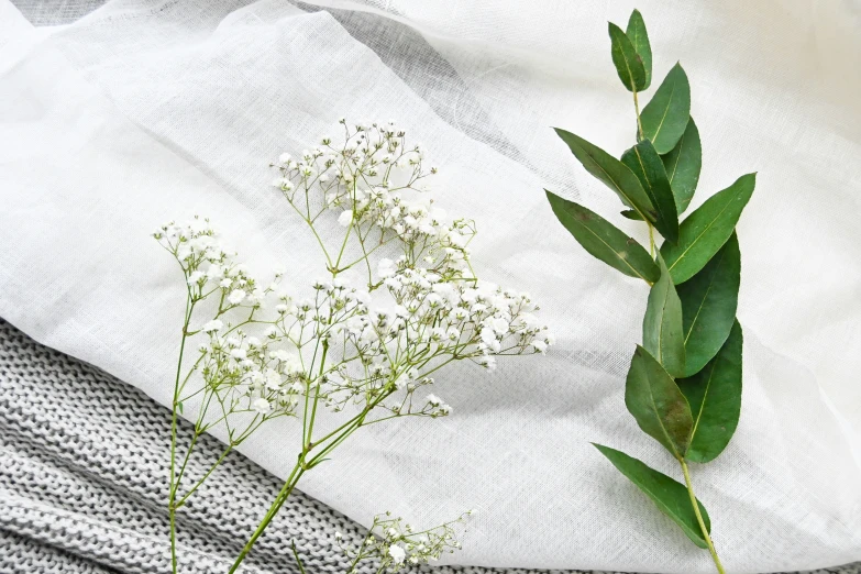 an overhead view of a flower, leaves and a cloth