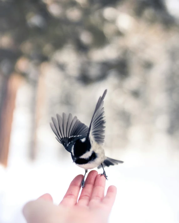 a bird on a persons hand and another bird in the background